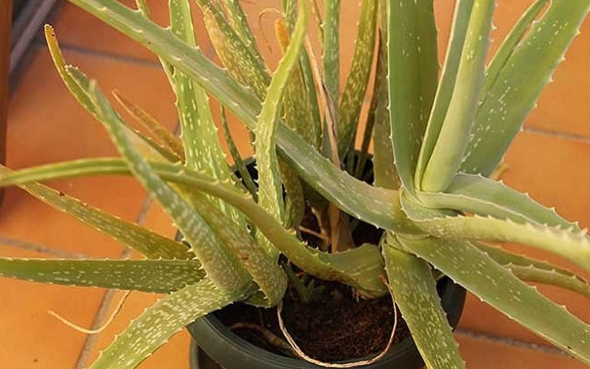 Receta De Zumo De Aloe Vera