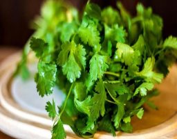 cilantro