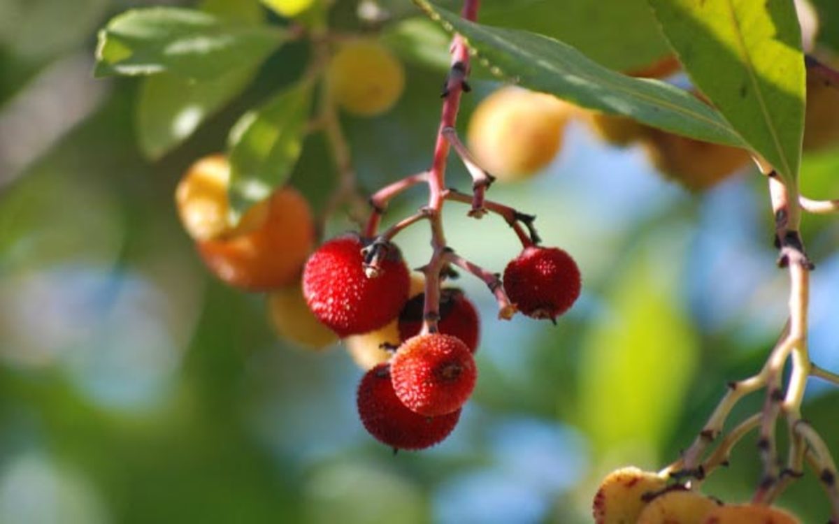 Receta de Licor de madroño