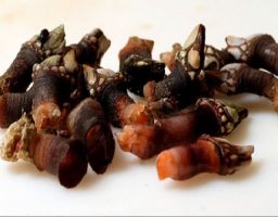 Cómo cocer percebes de una manera perfecta
